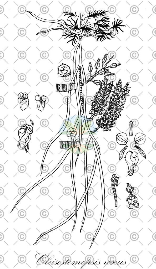 HistAbb_wfo-0000860228_1_ENZY_Simple | Historische Abbildung von Cleisostomopsis roseus - Orchidaceae | Historical Illustration of Cleisostomopsis roseus - Orchidaceae