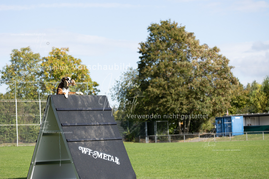 _16A6970 | Einzigartige Fotos von Hunden & Menschen –Actionfotos, Portraits, Vereinsaufnahmen & Paarshootings – authentisch, lebendig & mit Herz.