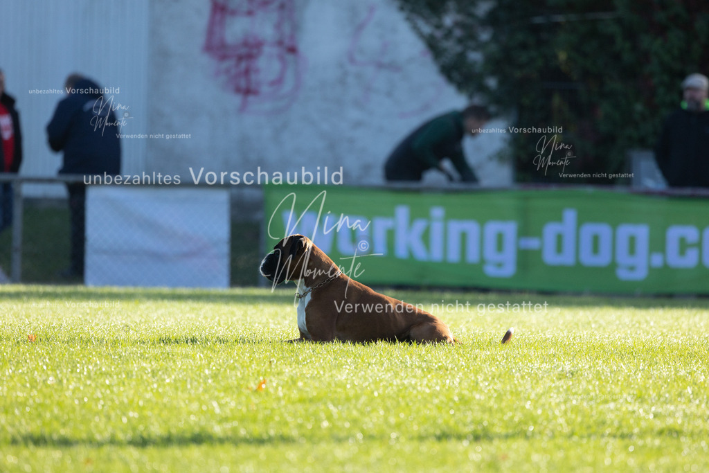 _16A6202 | Einzigartige Fotos von Hunden & Menschen –Actionfotos, Portraits, Vereinsaufnahmen & Paarshootings – authentisch, lebendig & mit Herz.