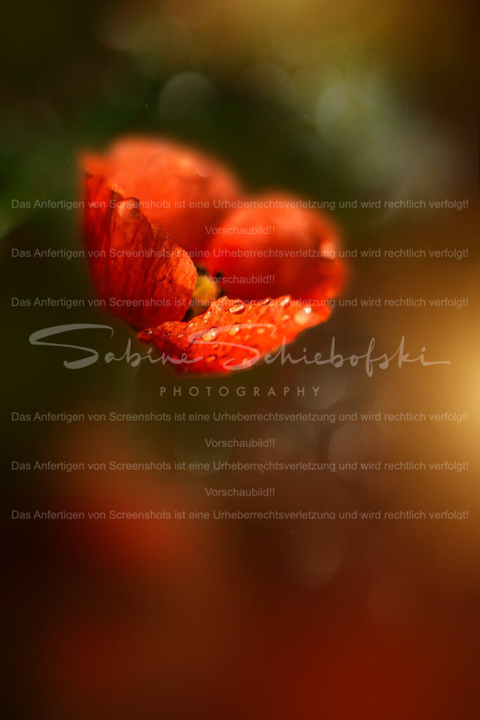 Mohnblüte mit Tropfen | People- und Tierfotografie, Imageaufnahmen, Veranstaltungsfotografie und Wandbilder aus der Natur ★ Made in Germany ✔️ Druck + Downloads ✔️ Naturfotografie in Top Qualität ★ schneller Versand, weltweite Lieferung! - Realisiert mit Pictrs.com