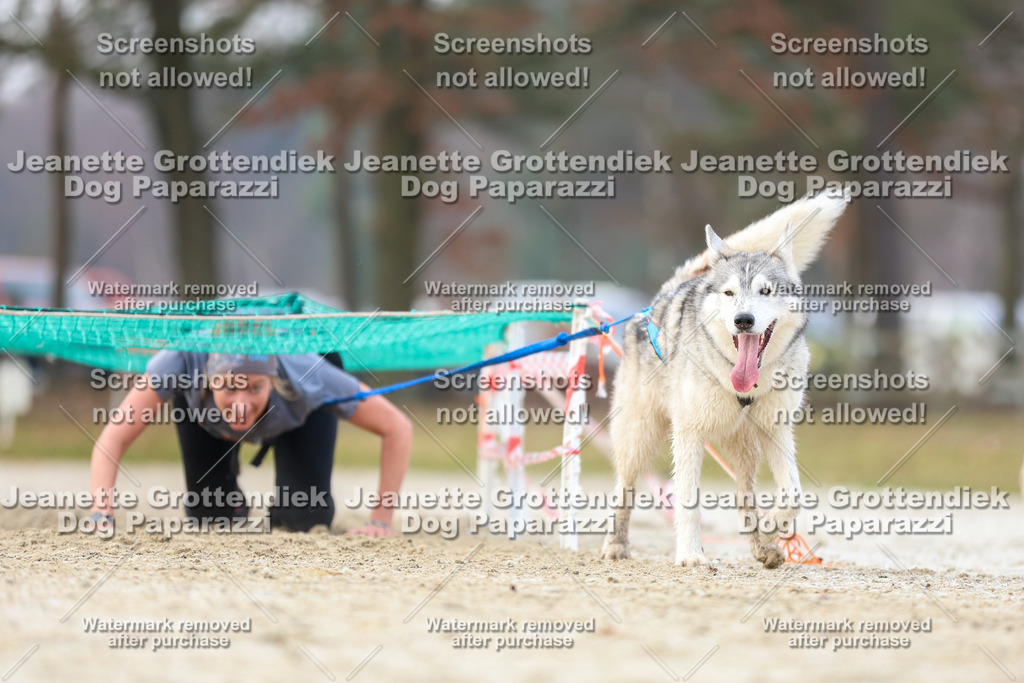 Dog Paparazzi - Strongdog North Mrz26-4065 | Dog Paparazzi Jeanette Grottendiek Fotografie & Videografie - Realisiert mit Pictrs.com