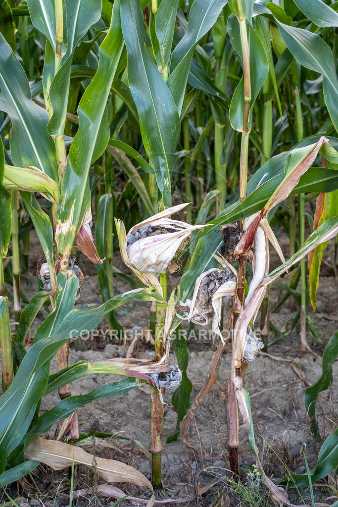 20220829-DSCF2925 | Pizerkrankung im Mais - Realisiert mit Pictrs.com