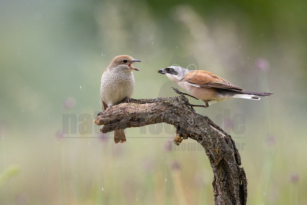 R6NF5319_20240530 | Obwohl der Neuntöter kaum größer ist als ein Spatz, gehören große Libellen, kleine Mäuse und Jungvögel zu seinen Beutetieren. Von einem Aussichtspunkt aus beobachtet er den Boden im nahen Umkreis. Wenn er eine Maus entdeckt hat, stürzt er sich auf sie und tötet sie mit seinem spitzen Schnabel, ähnlich wie ein großer Raubvogel. Insekten fängt der Neuntöter im Flug.  - Realisiert mit Pictrs.com