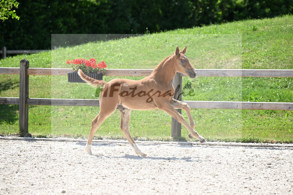 Kat-Nr. 17 Va Bene x Quantensprung_HF_Feigl_15250989 | hf-fotografie - Realizzato con Pictrs.com