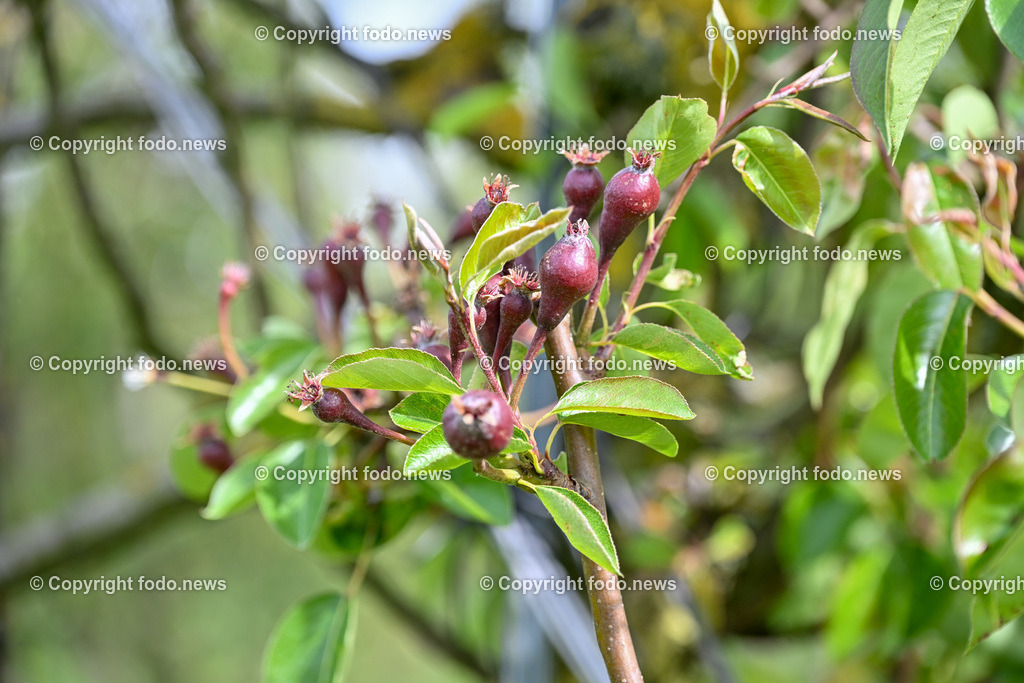 Thening_ Obstbauer Hirschvogel_ 07.05.2024-1 | 07.05.2024, Thening, AUT, Obstbauer Hirschvogel, im Bild Birnenknospen