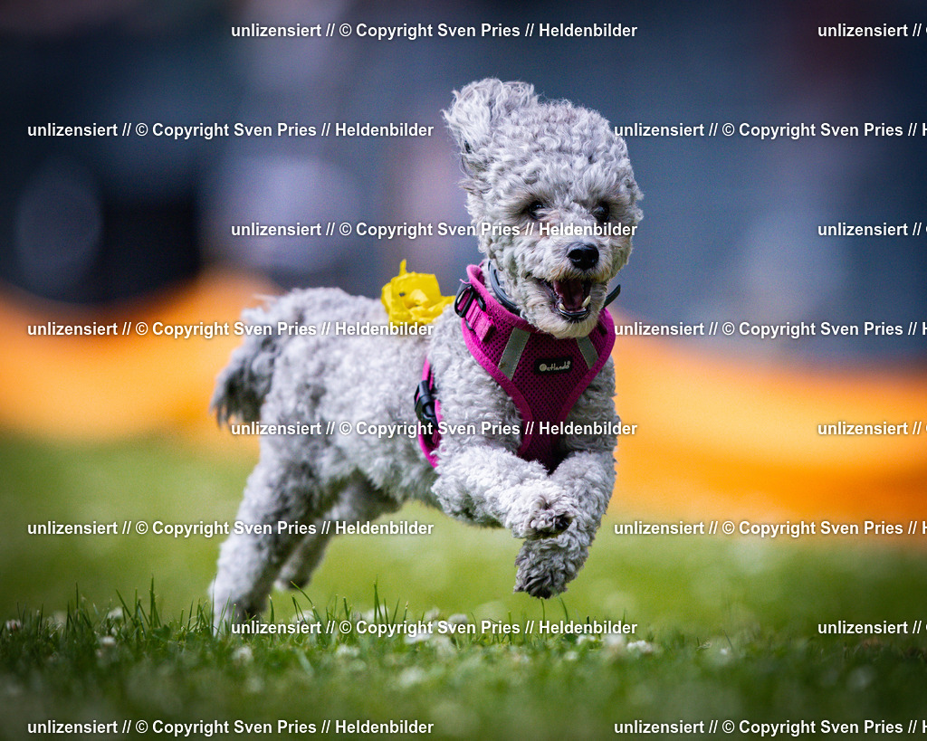 Sven Pries | 2025-05-29 - Pudelrennen KA-Durlach - Realisiert mit Pictrs.com