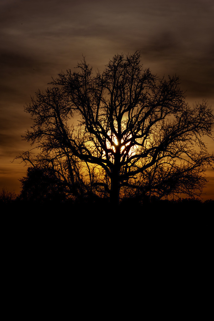 Sonnenuntergang #6 | Tier- & Landschaftsfotografie und Porträtshootings. Entdecke einzigartige Fotokunst als Wandbild, Tasse oder Mauspad – mit Leidenschaft fotografiert - Realisiert mit Pictrs.com