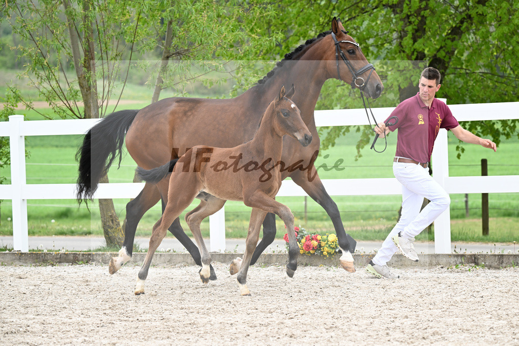 Kat-Nr. 38 HF Viva Vitalis x Benicio_Pointinger_23260645 | hf-fotografie - Realisiert mit Pictrs.com