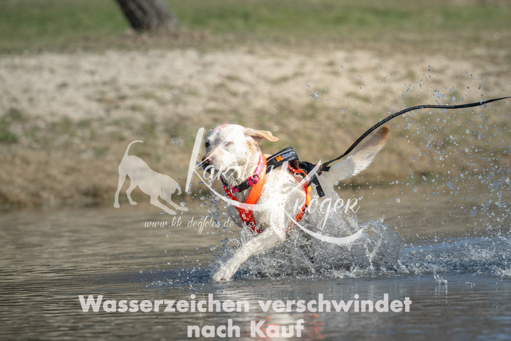 1400_ZZ99396 | kk-dogfotos