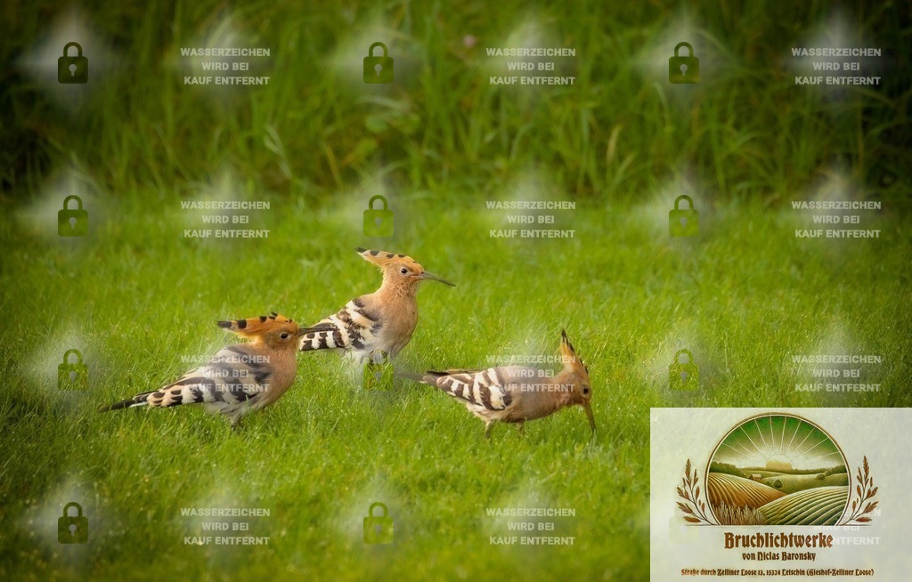 Familienausflug | Professioneller Fotograf mit 10 Jahren Erfahrung. Landschafts- und Hochzeitsfotografie im Oderbruch. Workshops und beeindruckende Bilder für besondere Momente.