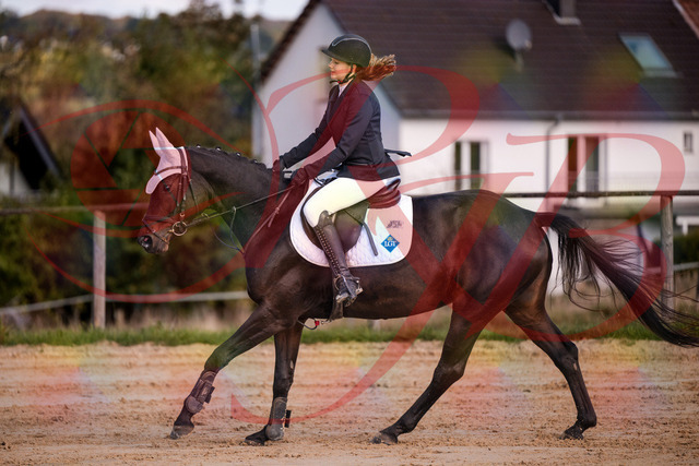 2026_10_03_Siefer-Hof_145929_Z81_41856262 | Professionelle Reitsport-, Turnier- und Eventfotografie von Robert Broda. Galerien mit ausgewählten und bearbeiteten Bildern direkt online ansehen und bestellen.