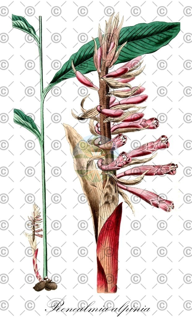 HistAbb_wfo-0000908571_1_ENZY_Simple | Historische Abbildung von Renealmia alpinia - Zingiberaceae | Historical Illustration of Renealmia alpinia - Zingiberaceae