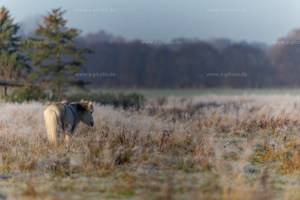 Stillleben mit Pferd | tolle Szene mit viel Morgentau - Realisiert mit Pictrs.com