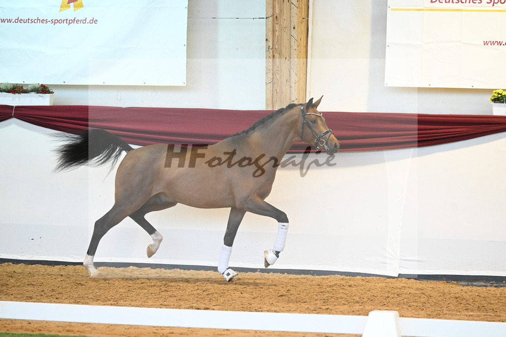 Kat-Nr. 35 v. Imposantos_Dusak_66222093 | hf-fotografie - Realisiert mit Pictrs.com