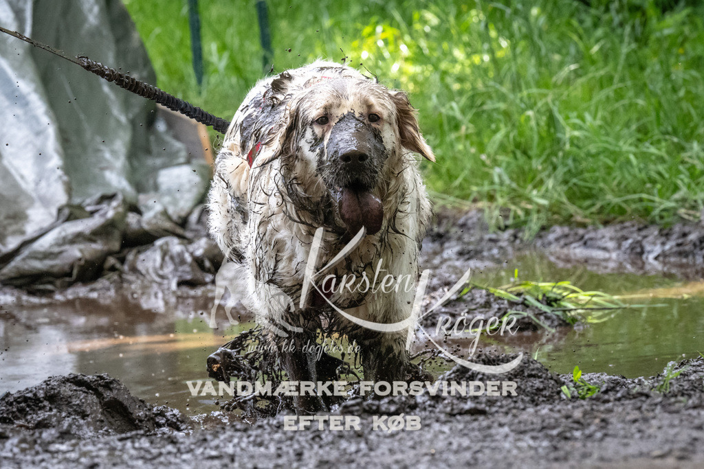 1251_ZZ93939 | kk-dogfotos