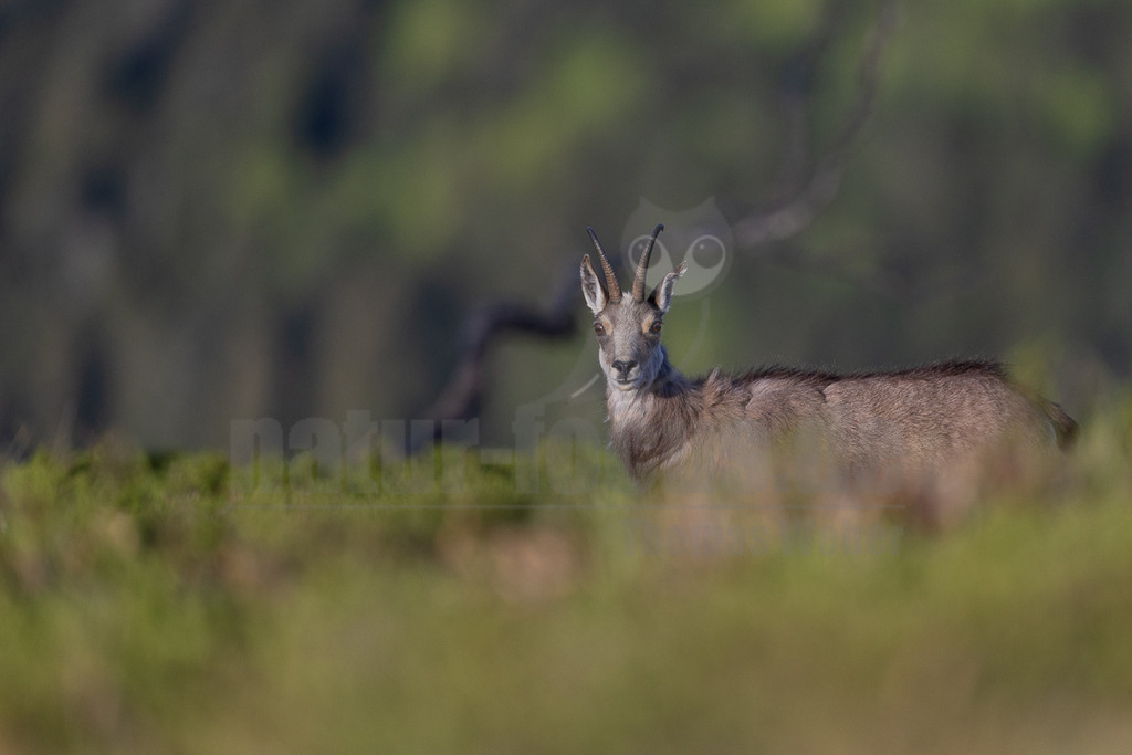 046A4914_202505022 | Eine Gämse (Rupicapra rupicapra) steht in einem Feld mit grünem Gras und blickt aufmerksam direkt in die Kamera. Der Hintergrund ist unscharf und zeigt weitere grüne Vegetation und dunklere Baumstrukturen. Es ist keine spezifische Interaktion mit anderen Tieren oder der Umgebung erkennbar, außer dem aufmerksamen Blick des Tieres. - Realisiert mit Pictrs.com