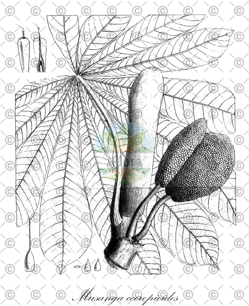 HistAbb_wfo-0000093216_1_ENZY_Simple | Historische Abbildung von Musanga cecropioides - Urticaceae | Historical Illustration of Musanga cecropioides - Urticaceae