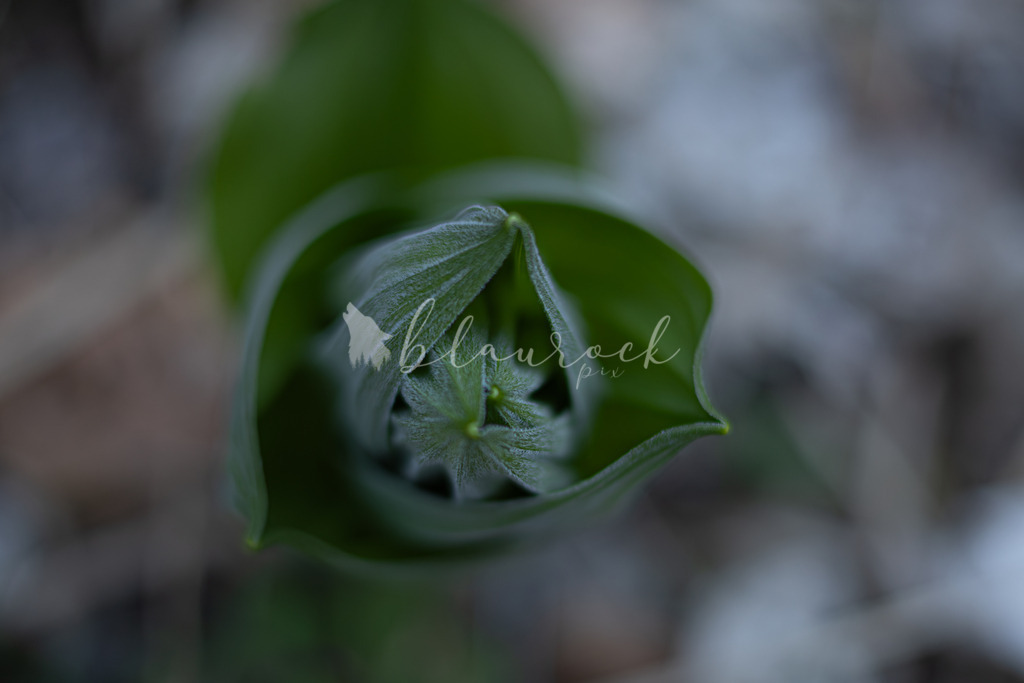 701A6861  | Sportbilder, Sportfotograf, Hochzeits- und Eventfotografin, Flugshows, Portraits und Tiershooting, Aviation, Downhill, Nationalleague, Swissleague, International