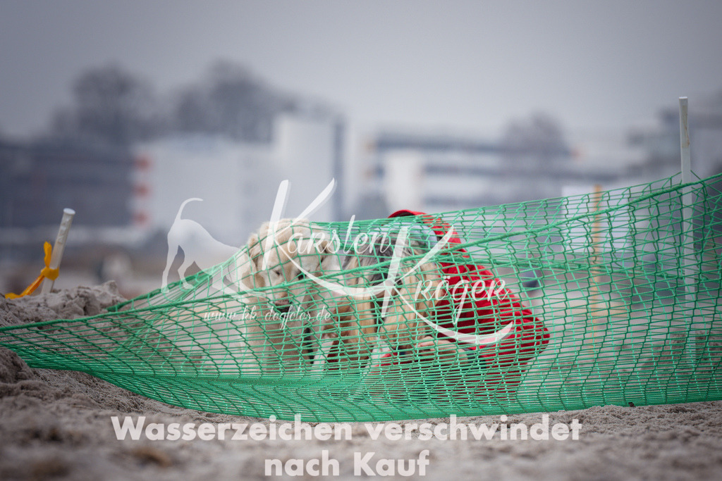 1149_ZZ90883 | kk-dogfotos