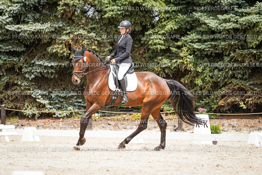 DSC03692 | Pferdegrafie