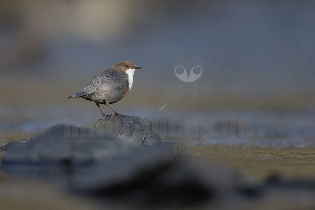 20220319163349 | Die Wasseramsel oder Eurasische Wasseramsel ist die einzige auch in Mitteleuropa vorkommende Vertreterin der Familie der Wasseramseln. Der etwa starengroße, rundlich wirkende Singvogel ist eng an das Leben entlang schnellfließender, klarer Gewässer gebunden. - Realisiert mit Pictrs.com