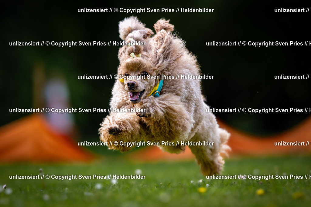 Sven Pries | 2026-05-14 - Hunderennen KA Durlach Vatertag 2026 - Realisiert mit Pictrs.com