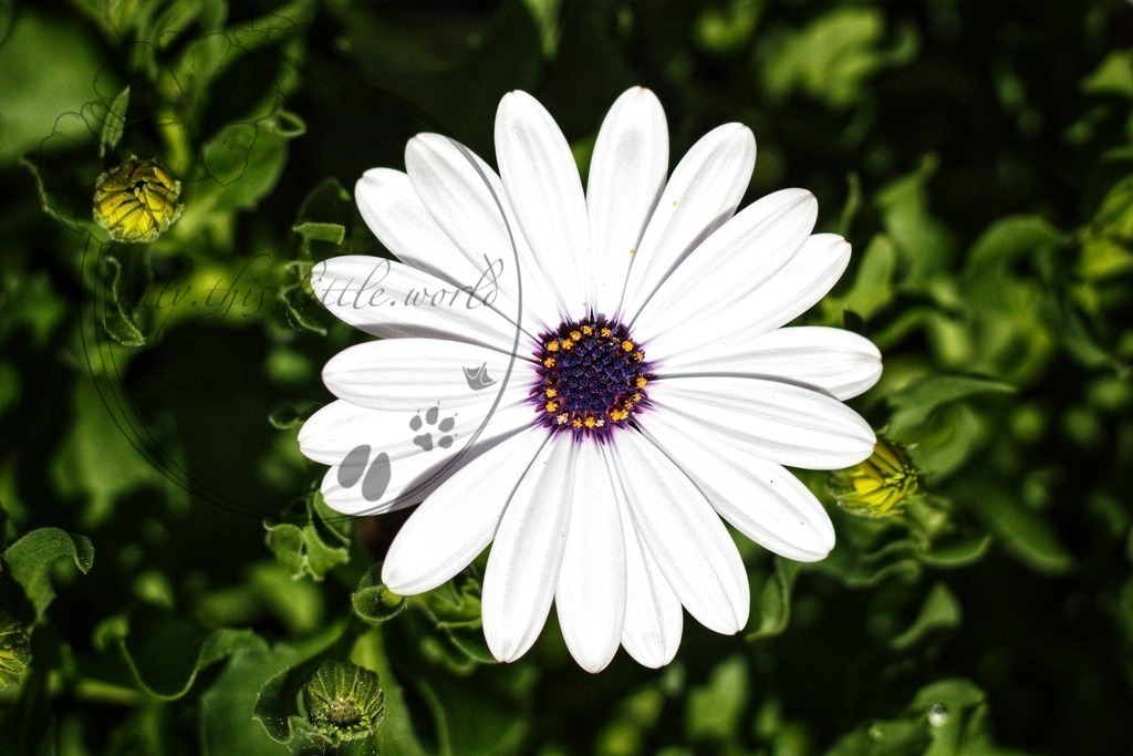 IMG_3267-02 | only.this.little.world - Realisiert mit Pictrs.com