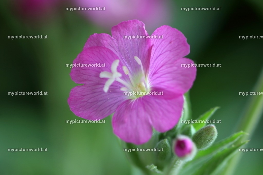 Zottiges Weidenröschen-003 | Das Bilderarchiv über Tiere, Planzen und Landschaften. In der Bilddatenbank finden Sie ein große Auswahl an hochwertigen Bilder für Ihre Werbung - Realisiert mit Pictrs.com