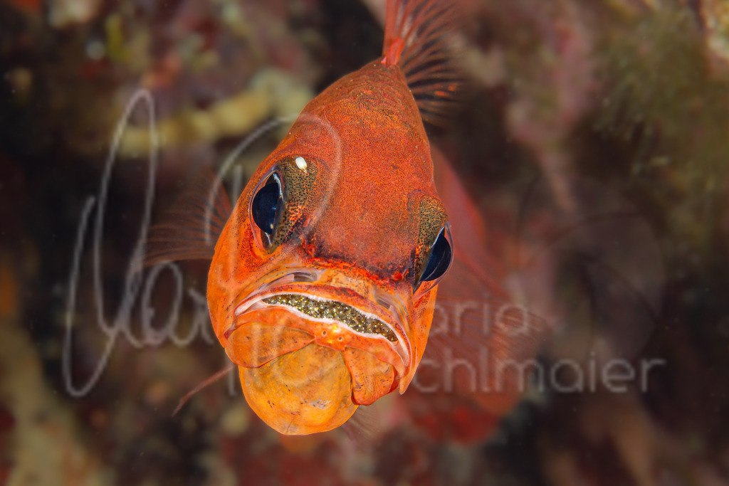 Apogon imberbis | Meerbarbenkönig / Cast: Salmonete real Ang: Cardinal fish. Fr: Apogon commun - Realisiert mit Pictrs.com