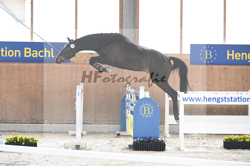Kat-Nr. 6 Aristomacho v. Kros_Schneider_5250219 | hf-fotografie - Realisiert mit Pictrs.com