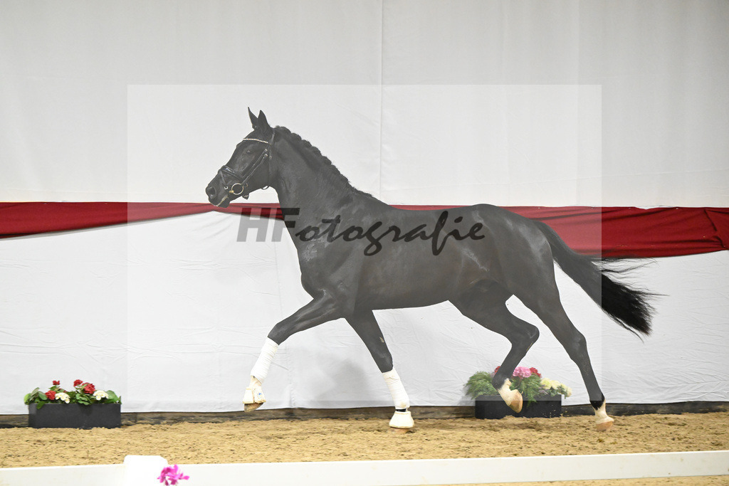 Kat-Nr. 55 v. DSP Bohemian_Casper_63221539 | hf-fotografie - Realizzato con Pictrs.com