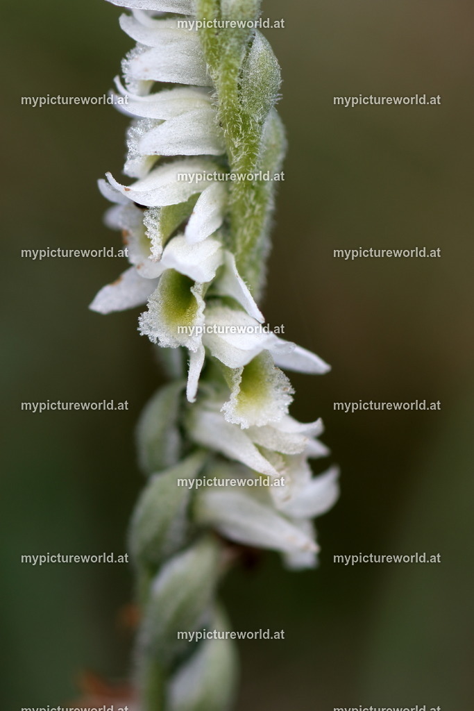 Herbst-Drehwurz-002 | Das Bilderarchiv über Tiere, Planzen und Landschaften. In der Bilddatenbank finden Sie ein große Auswahl an hochwertigen Bilder für Ihre Werbung - Realisiert mit Pictrs.com