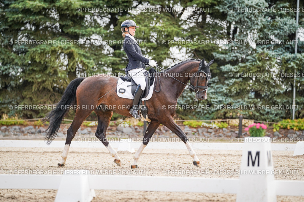 DSC01714 | Pferdegrafie