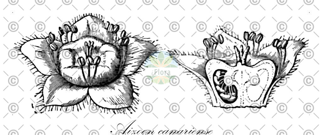 HistAbb_wfo-0000524796_1_ENZY_Simple | Historische Abbildung von Aizoon canariense - Aizoaceae | Historical Illustration of Aizoon canariense - Aizoaceae