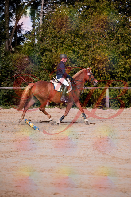 2026_10_03_Siefer-Hof_144626_Z81_22524329 | Professionelle Reitsport-, Turnier- und Eventfotografie von Robert Broda. Galerien mit ausgewählten und bearbeiteten Bildern direkt online ansehen und bestellen.