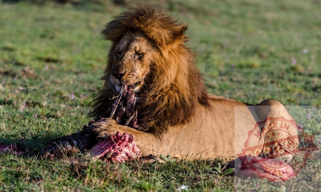 Male lion eating zebra carcass on savanna | Lion feeding on a zebra carcass, showcasing raw nature and the food chain - Realisiert mit Pictrs.com