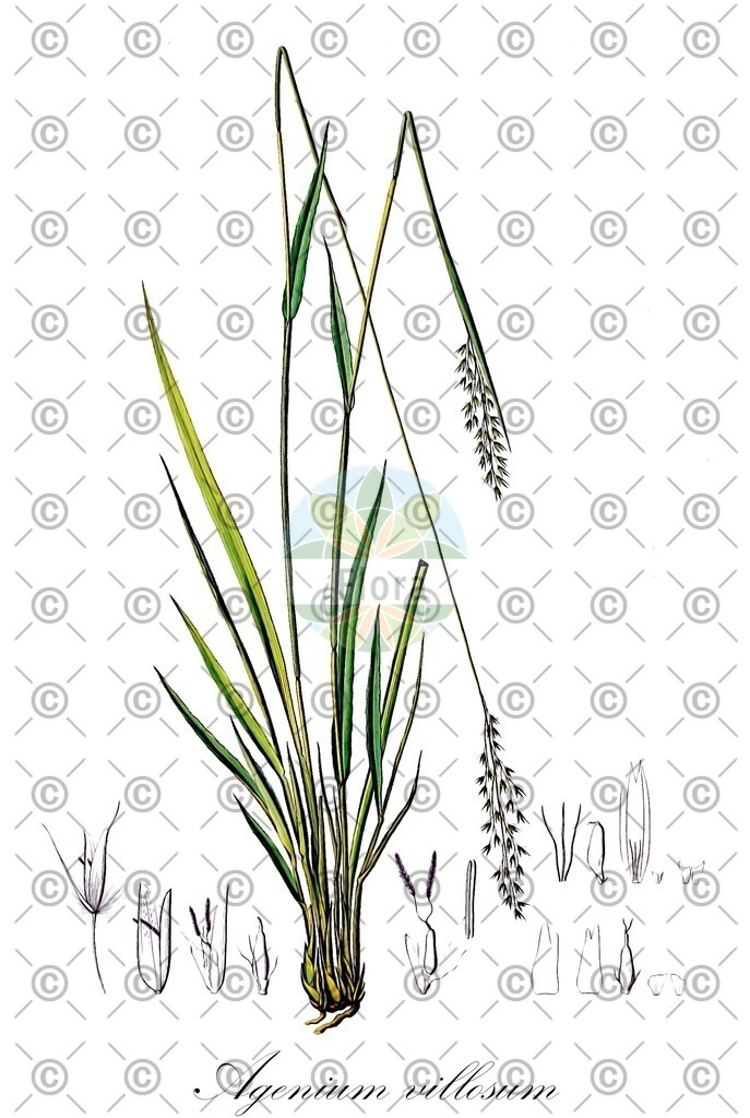 HistAbb_wfo-0000842088_1_ENZY_Simple | Historische Abbildung von Agenium villosum - Poaceae | Historical Illustration of Agenium villosum - Poaceae