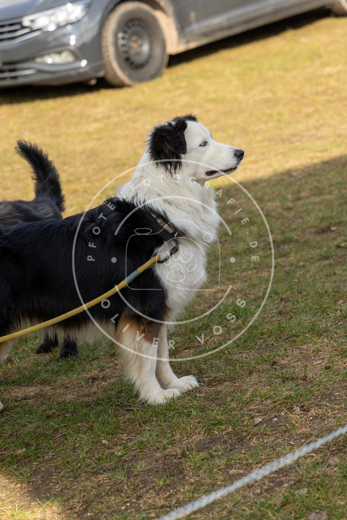 0L8A9083 | Hundefotografie, Tierfotograf, Pfotenfotografie, Fotoshooting Hund, Hunde Portrait, Hundesport, Hundeportraits, Heideshooting, Hunde, Sportfotograf, Hundefotograf, Turnierhundsport, THS,  - Realisiert mit Pictrs.com