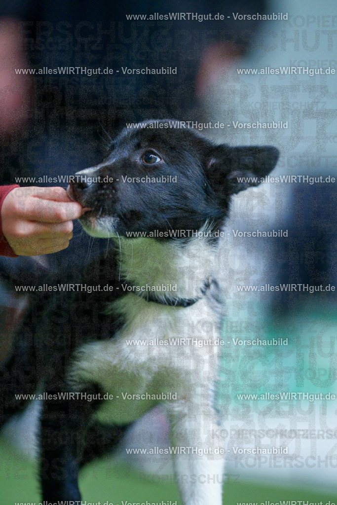 @allesWIRTHgut_Tierfotografie - www.allesWIRTHgut.de - 2604251312-7R503670 | Professionelle Tierfotografie in Mönchengladbach von Daniel Wirth (allesWIRTHgut). Liebevolle & natürliche Bilder von Hunden & Katzen für unvergessliche Erinnerungen.