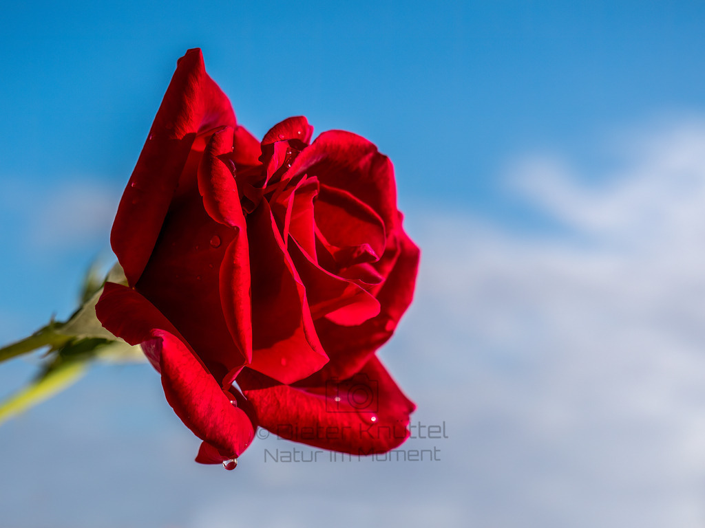 P1177620-Bearbeitet-2017-Bearbeitet-2017-LR | Natur im Moment - Realisiert mit Pictrs.com