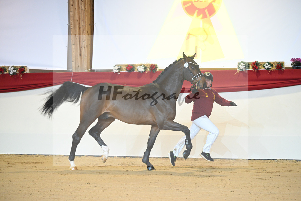 Kat-Nr. 7 Chacco Blue_Sportpferde vom Hardthof_1231153 | hf-fotografie - Realisiert mit Pictrs.com
