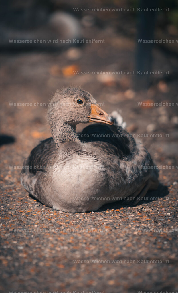 phone-64 | FramedWorld - Realisiert mit Pictrs.com