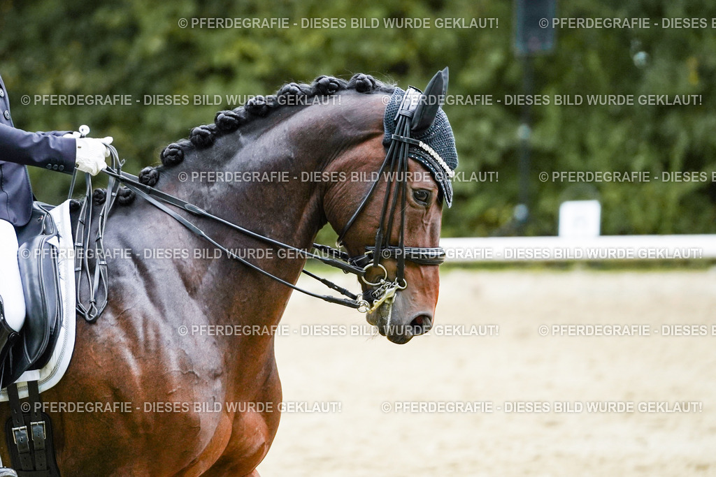 DSC06364 | Pferdegrafie