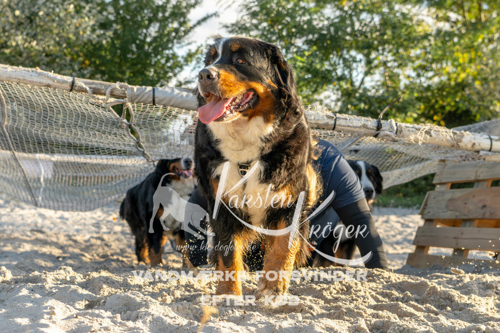 1653_ZZ99936 | kk-dogfotos