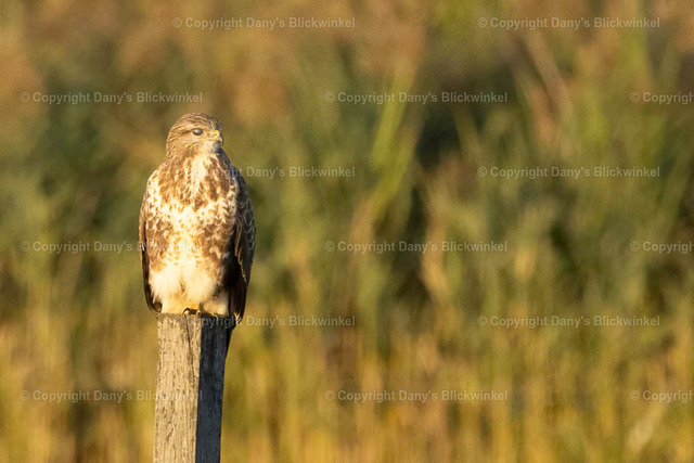 2022167 | Tierfotografie, Tierkalender, Tierbilder, Insekten, Spinnen, Vögel, Schmetterling, Libellen, Leinwand, Colorkey, Qualität, Geschenkartikel, Geschenk - Realisiert mit Pictrs.com