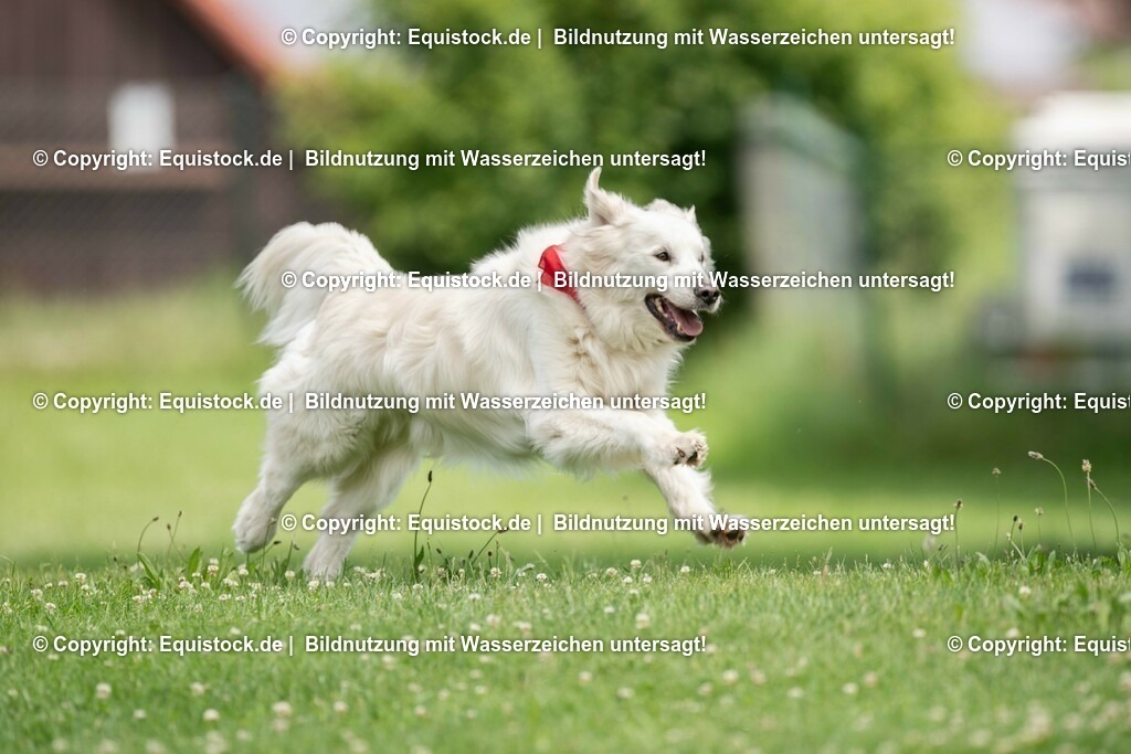 20200613_Hund_0055 | equistock