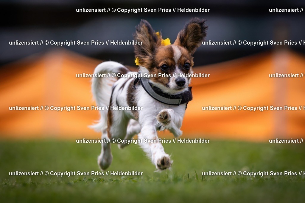 Sven Pries | 19. Allgemeines Hunderennen Karlsruhe Durlach - Realisiert mit Pictrs.com