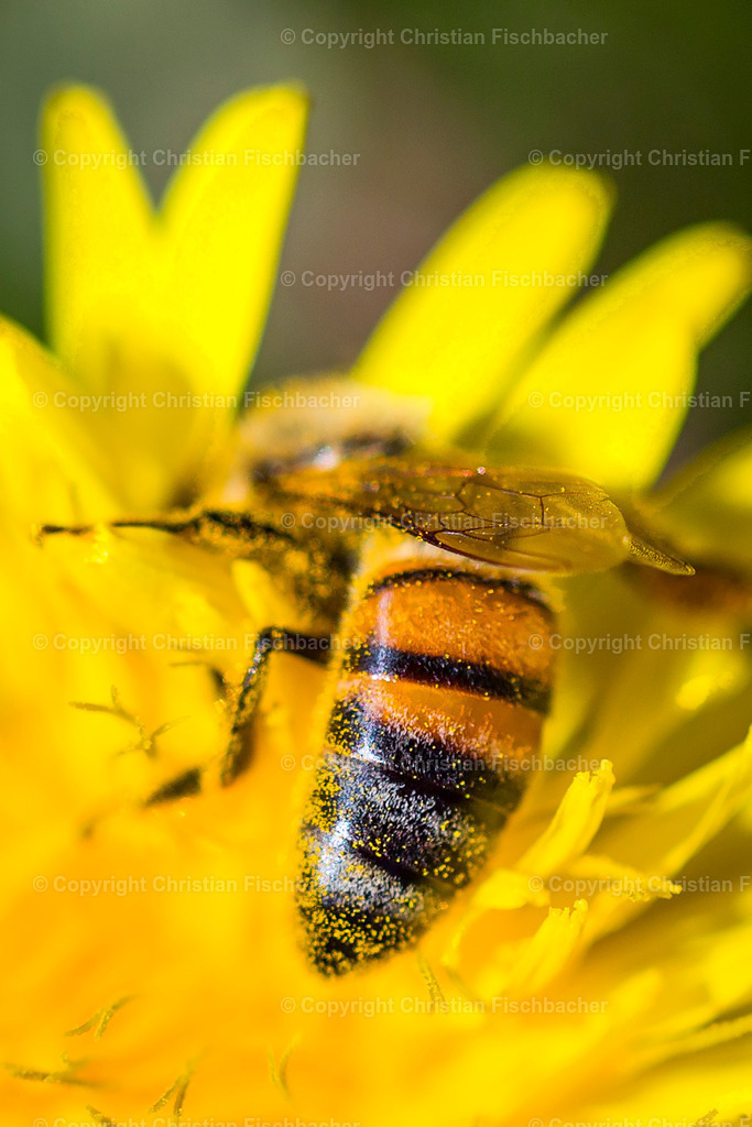 Fotos_Copyright_Chri_Fischbacher_Druck-141 | Bildershop Chri Fischbacher - Realisiert mit Pictrs.com