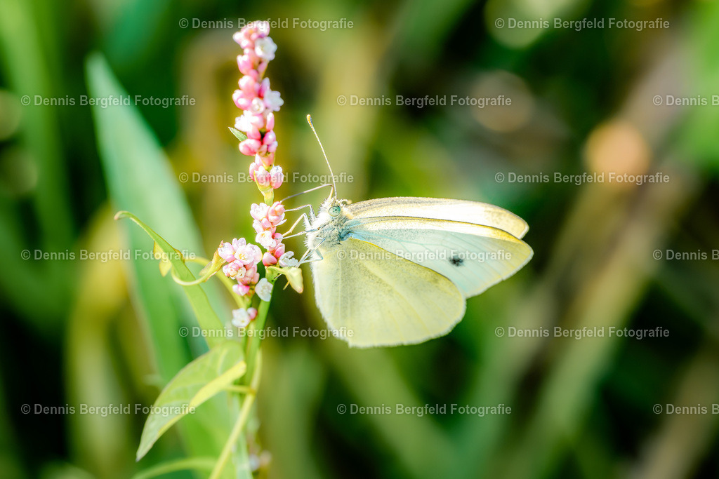 Schmetterling 13 | Entdecken Sie Natur, Makro und Tierfotografie von Dennis Bergfeld.Besondere Momente und Details der Natur, hochwertig als Foto und Wandbild erhältlich. - Realisiert mit Pictrs.com