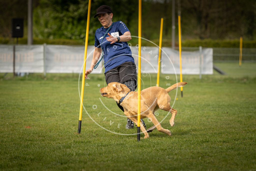 Pfotenfotografie_DV3A5695 | Hundefotografie, Tierfotograf, Pfotenfotografie, Fotoshooting Hund, Hunde Portrait, Hundesport, Hundeportraits, Heideshooting, Hunde, Sportfotograf, Hundefotograf, Turnierhundsport, THS,  - Realisiert mit Pictrs.com